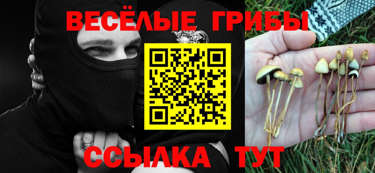 Псилоцибиновые грибы Psilocybine cubensis Светлоград